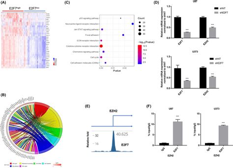 E2F7 is linked with aggressive oncogenic process and transcriptionally ... 