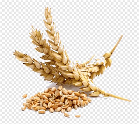 Wheat Berry Cereal Seed Whole Grain Wheat Food Oat Png Pngegg