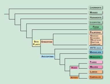 Flora File Angiosperm Phylogeny