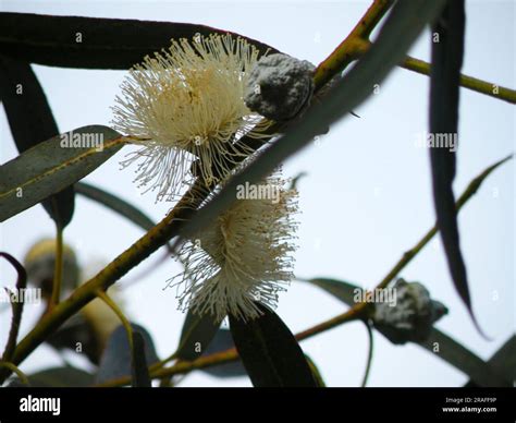 Eucalyptus Flower Hi Res Stock Photography And Images Alamy