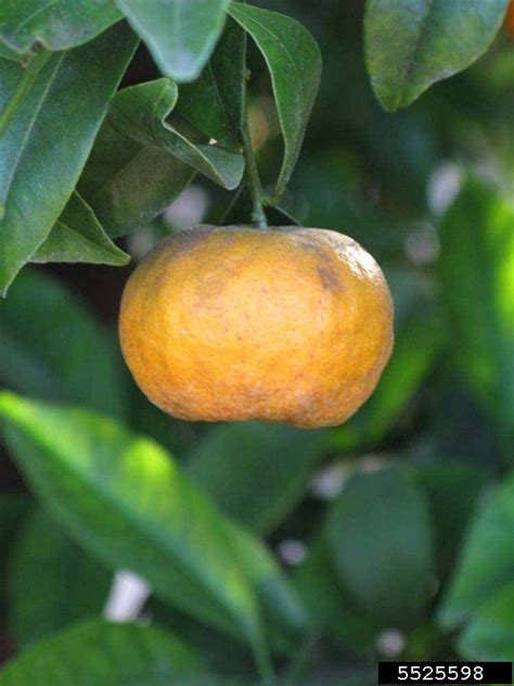 Seedless Kishu Citrus Reticulata Cv Seedless Kishu