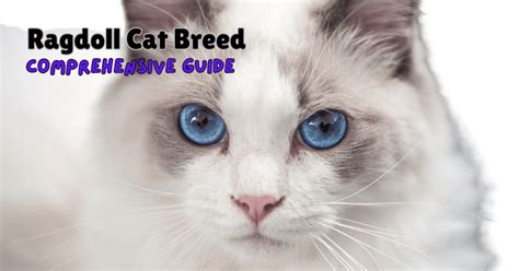 celebrating  ragdoll cat breed  theyre  special