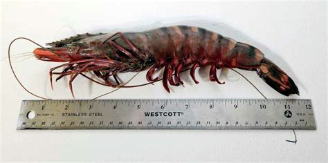 Tiger Shrimp Hunted In Gulf