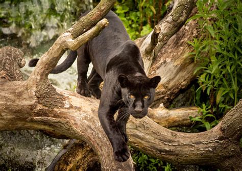 Panther | Black Panther, Florida Panther, Conservation - BigCatsWildCats