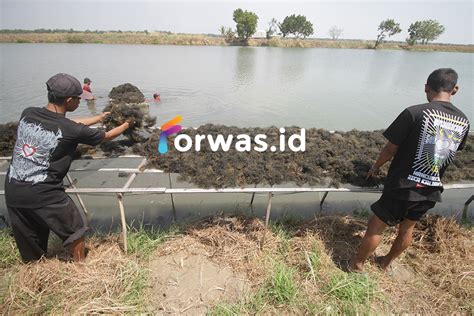 Panen Rumput Laut Gracilaria Di Sidoarjo FORWAS