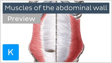 Abdominal Wall Anatomy