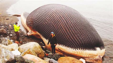 Los 8 animales más grandes del mundo