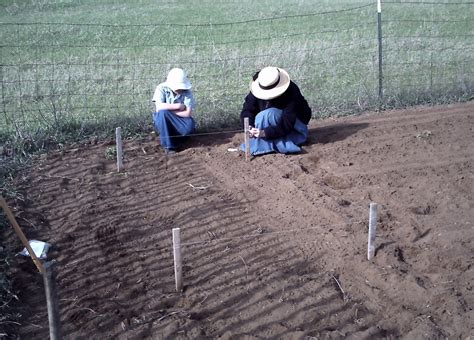 Essential Plant Requirements for a Thriving Heirloom Vegetable Garden - St. Clare Heirloom Seeds