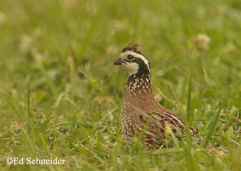Northern Bobwhite Quail Management in Tennessee