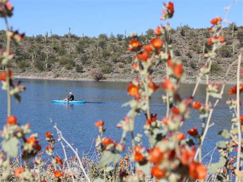 Wild Burro Hiking Trail, Lake Pleasant AZ: Pretty Coves & Wildflowers