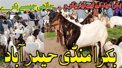 Bakra Mandi Hyderabad Bypass For Bakra Eid 2024 21 02 2024 YouTube