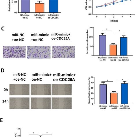 Mir A P Restrains Phenotype Progression Of Cscc Cells By