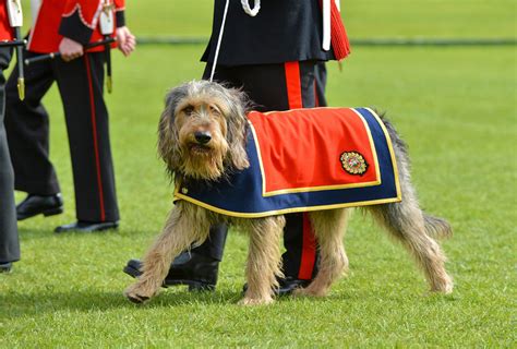 George The Otterhound Stand In Mascot Of The St Battalion Royal