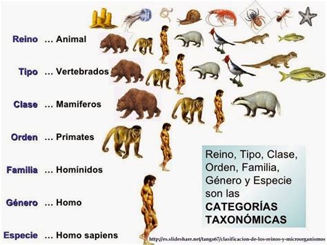 P Ciencias Taxonomia O Clasificaci N De Los Seres Vivos