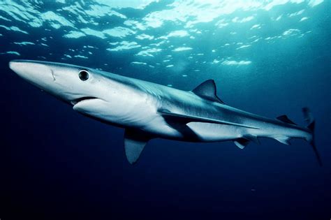 Definitive Ranking of Deadliest Sharks - STEM Jobs