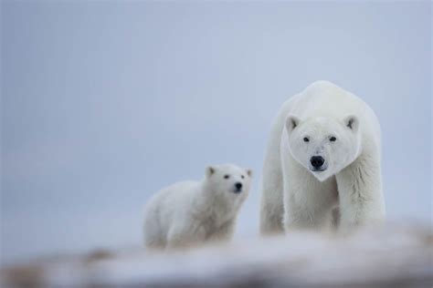 Polar Bear Migration Safari & Arctic Flying Experience | Arctic Kingdom