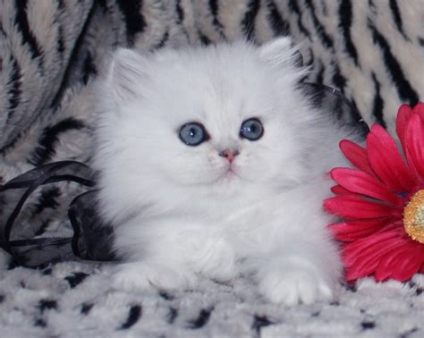 Teacup Persian Kittens : Biological Science Picture Directory ...