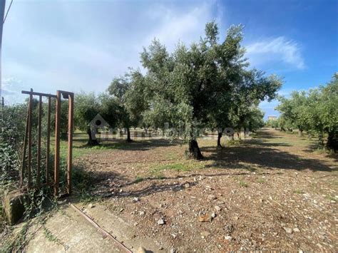 Terreno Agricolo Contrada Muzio Snc Lamezia Terme Rif 102551492