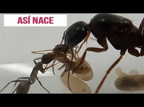 As Nace Una Hormiga Paso A Paso Camponotus Sylvaticus Youtube