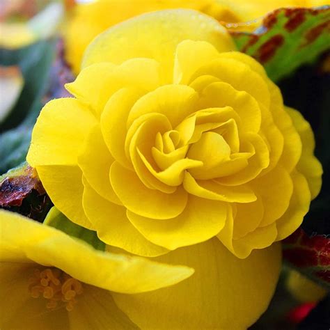 Бегония клубневая Нон Стоп Йеллоу (Begonia tuberhybrida Non-Stop Yellow ...