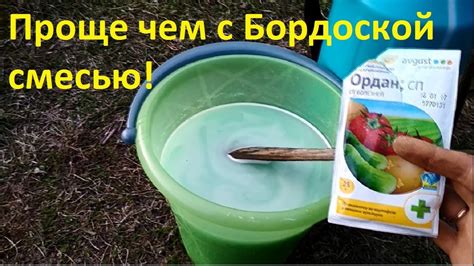Обработка клубники от болезней, защита от пятнистости, грибковых ...