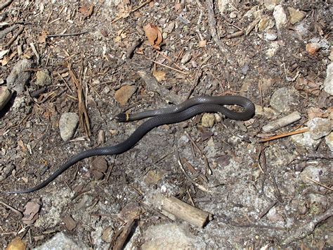 Ring-necked Snake – Hiker's Notebook
