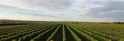 Weingut G Stehaus Beyer B Hr Winery In Rheinhessen Winetourism