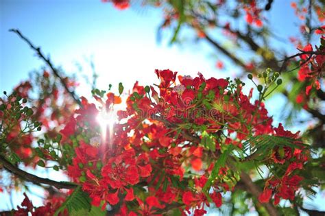 Flowering Royal Poinciana Tree Stock Photo Image Of Bloom Plant