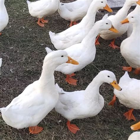 Marreco Pequim Puros No Padrão Ovos Férteis Galados Parcelamento