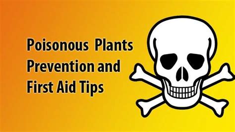 Poisonous Plants Prevention And First Aid Tips