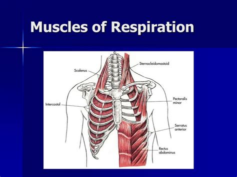 Accessory Muscles Of Respiration Mnemonic