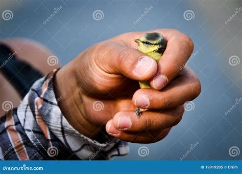 Hand Holding Baby Bird Royalty Free Stock Photo - Image: 19919205