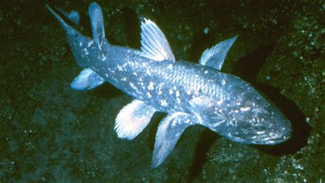 Researchers Sequence Genome Of African Coelacanth Genetics Sci News