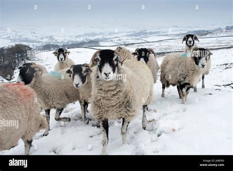 Flock Of Swaledale Sheep In Snow North Yorkshire Uk Stock Photo Alamy