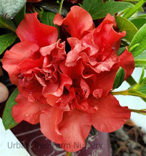 Azalea, Encore 'Autumn Embers' | Urban Tree Farm Nursery