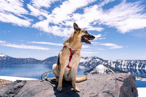 13 Dog Friendly National Parks And What To Know Before You Go Barkbus