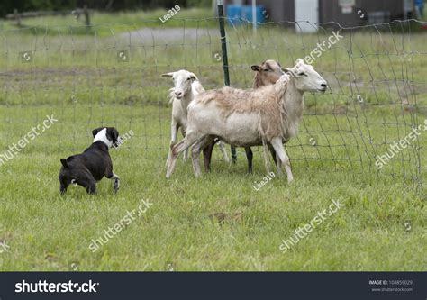 Dog Herding Sheep Stock Photo 104859029 : Shutterstock