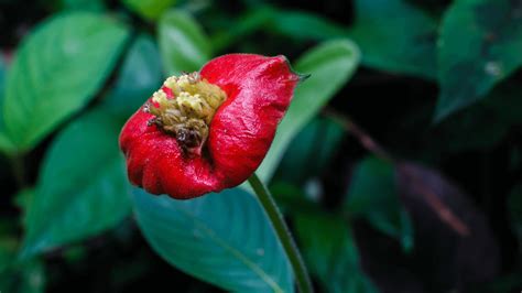 Hooker’s Lips: The world’s most kissable flower – Discvr.blog