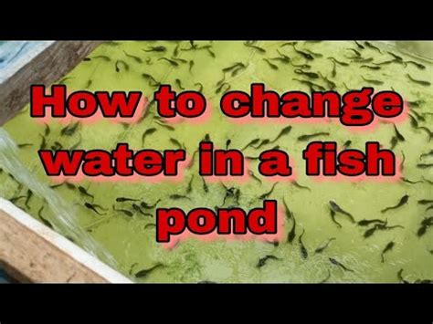 How To Change Water In A Catfish Pond Without Removing The Fish How To