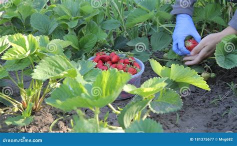 Female Gardener Is Picking Fresh Red Ripe Strawberries On The Bed And