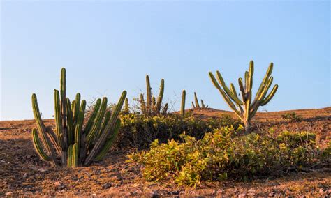 Caatinga perdeu 160 mil hectares de superfície desde 1985 aponta