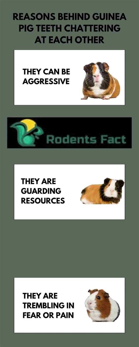 Guinea Pig Teeth Chattering At Each Other | The Logical Reasons Behind Them