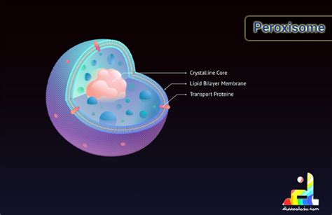 Difference Between Peroxisomes And Lysosomes Diffeology