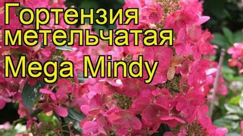 Гортензия метельчатая Мега Минди. Краткий обзор, описание характеристик ...