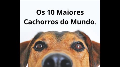 Os Maiores Cachorros Do Mundo Voc Vai Se Surprender Youtube