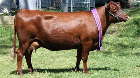 Cattle Rare Breeds Trust Of Australia Tidyhq