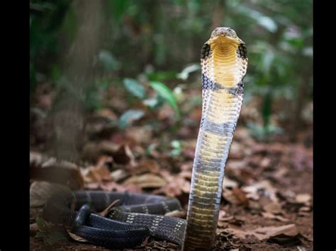 King Cobra in Uttarakhand: King cobra at 2,400m altitude sets new ...