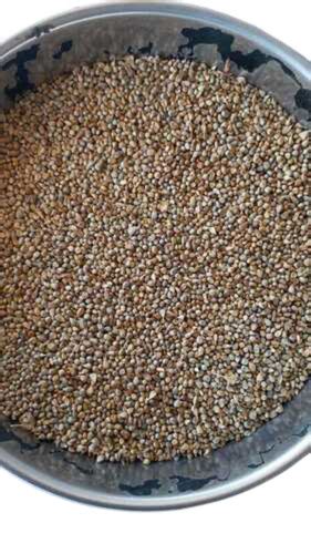 Bajra Seeds Pearl Millet Seeds At Inr At Best Price In Koppal