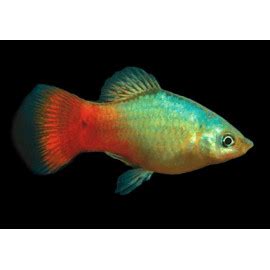 Platy Blue Coral Xiphophorus Maculatus Urban Natura