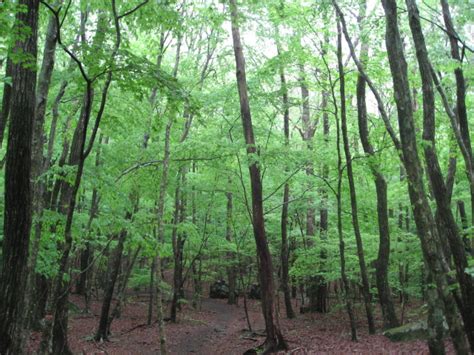 九重黒岳登山 そうだ！山に登ろう